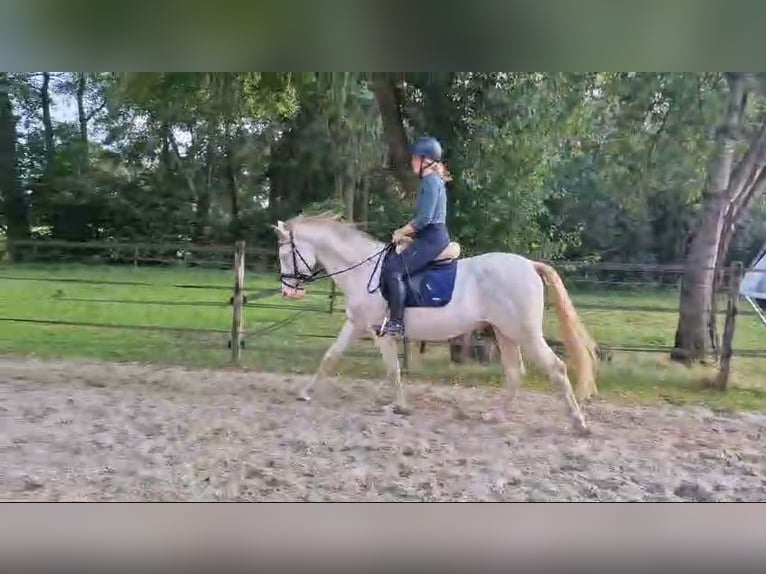 Andalusian Gelding 7 years 15,3 hh Perlino in Beilen