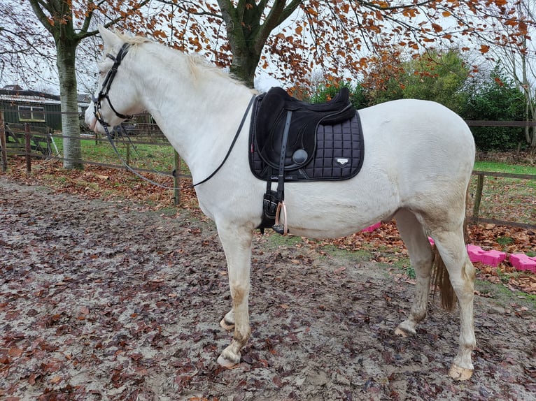 Andalusian Gelding 7 years 15,3 hh Perlino in Beilen