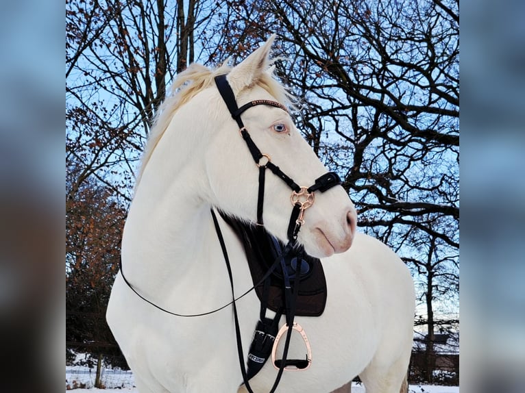 Andalusian Gelding 7 years 15,3 hh Perlino in Beilen