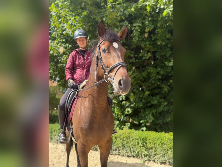 Andalusian Gelding 7 years 16.1 hh Bay-Dark in Warburg