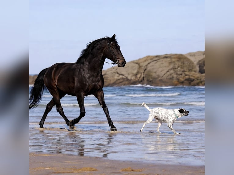 Andalusian Gelding 7 years 16.1 hh Black in Laviana