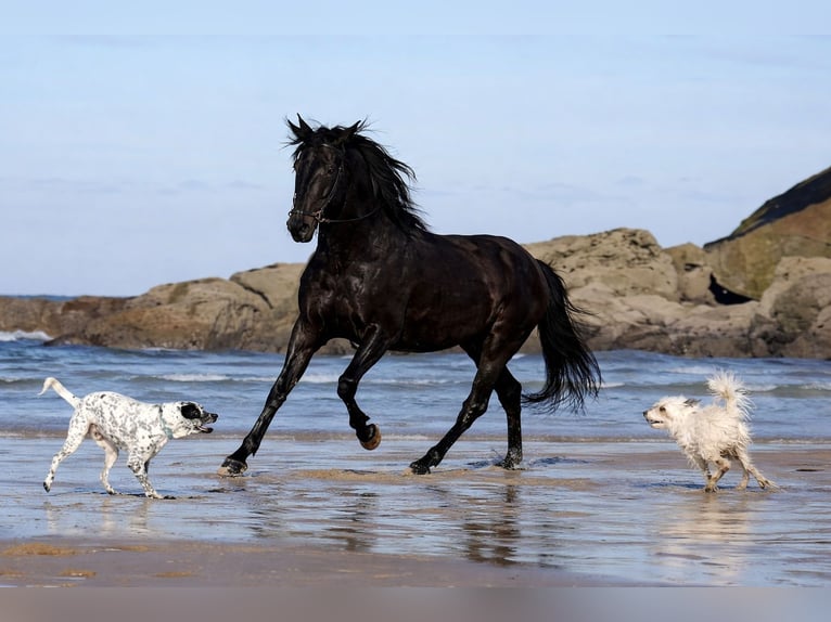 Andalusian Gelding 7 years 16.1 hh Black in Laviana