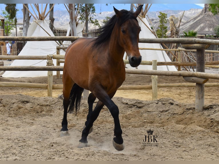 Andalusian Gelding 7 years 16.1 hh Brown in Tabernas Almeria