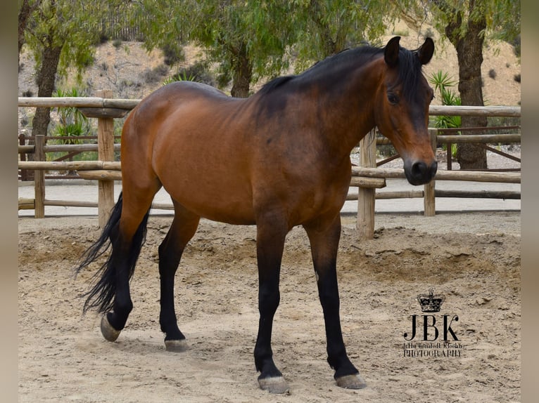 Andalusian Gelding 7 years 16.1 hh Brown in Tabernas Almeria
