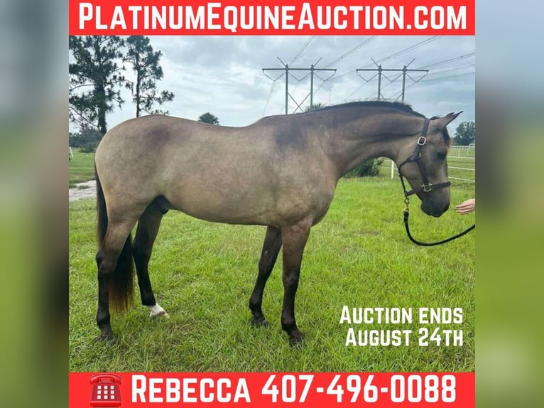 Andalusian Gelding 7 years 16.1 hh Buckskin in Christmas FL