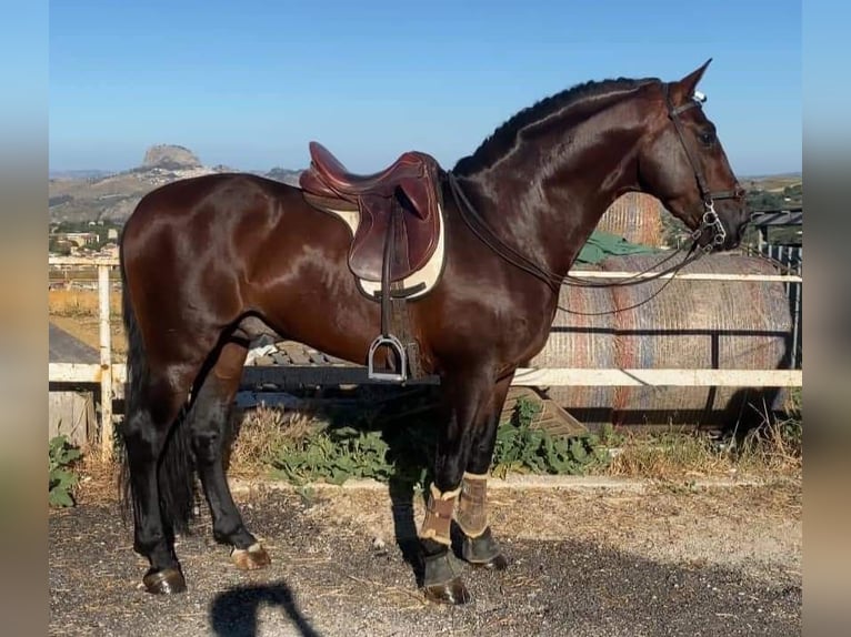 Andalusian Mix Gelding 7 years 16,1 hh Chestnut in Herzberg am Harz