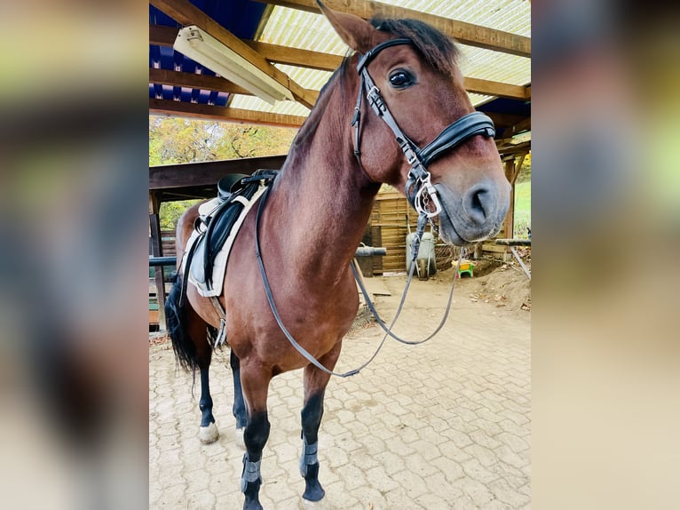 Andalusian Mix Gelding 7 years 16,1 hh Chestnut in Herzberg am Harz