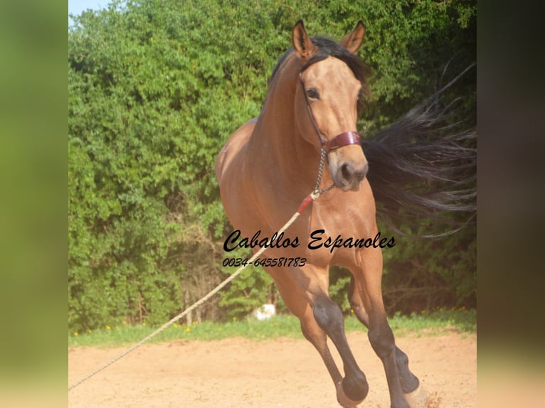 Andalusian Gelding 7 years 16,1 hh Dun in Vejer de la Frontera