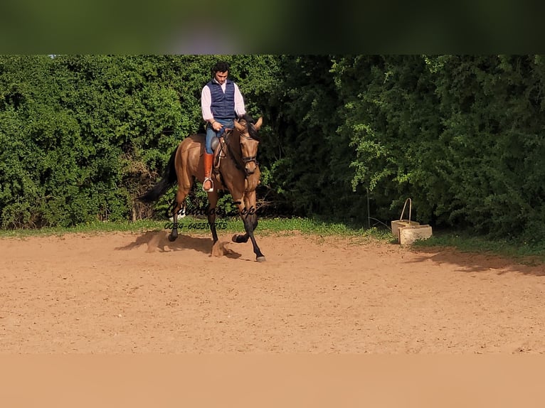 Andalusian Gelding 7 years 16,1 hh Dun in Vejer de la Frontera