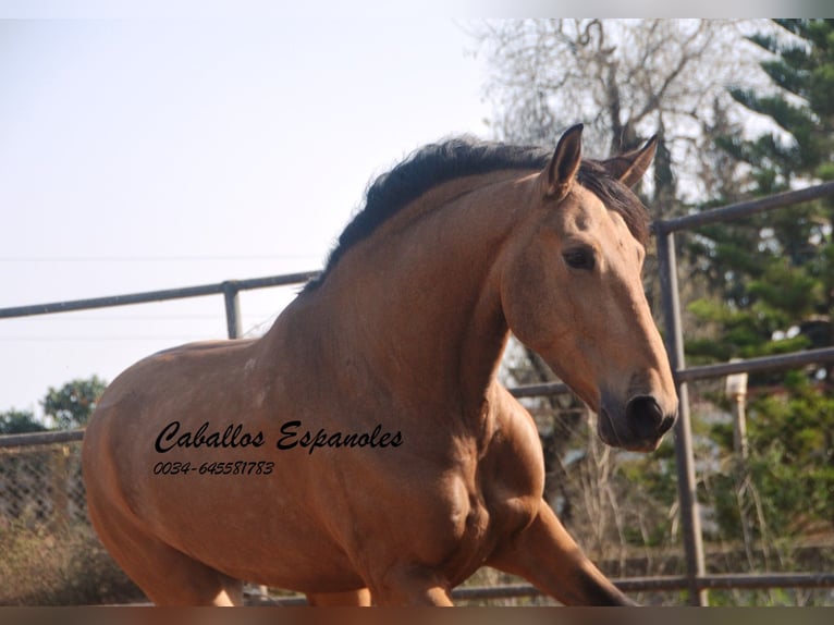 Andalusian Gelding 7 years 16,1 hh Dun in Vejer de la Frontera