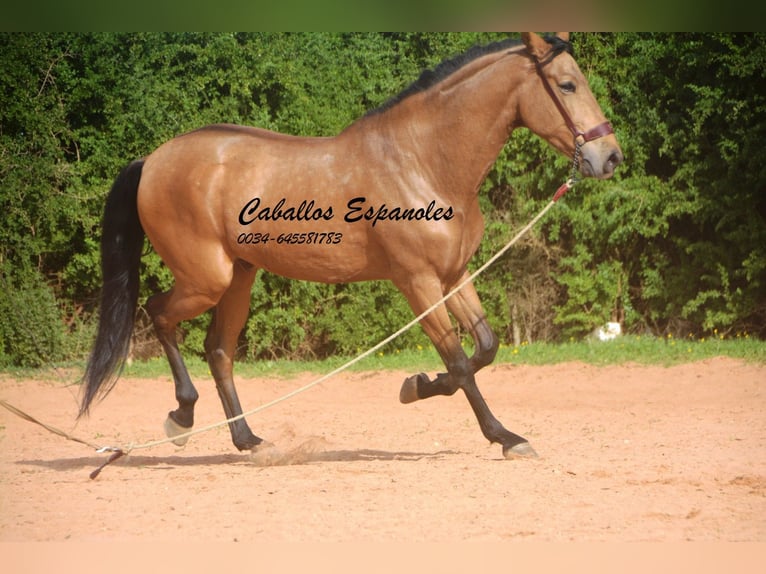 Andalusian Gelding 7 years 16,1 hh Dun in Vejer de la Frontera