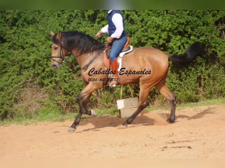 Andalusian Gelding 7 years 16,1 hh Dun in Vejer de la Frontera