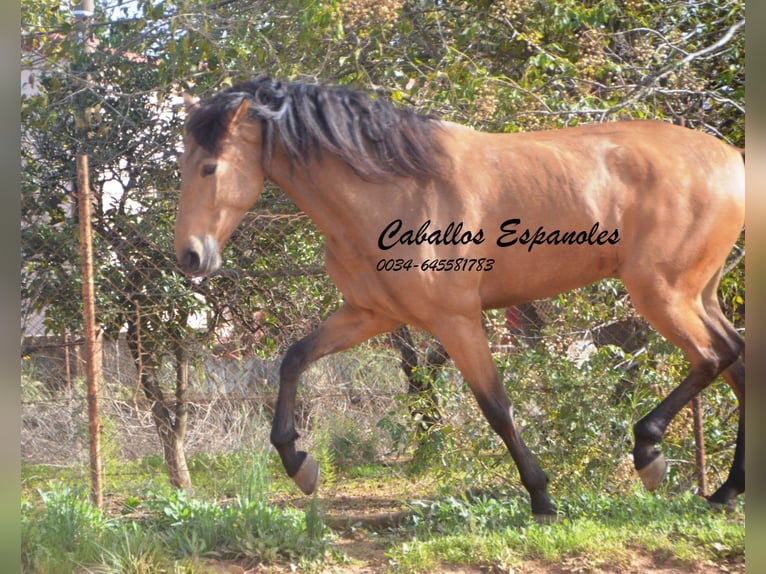 Andalusian Gelding 7 years 16,1 hh Dun in Vejer de la Frontera