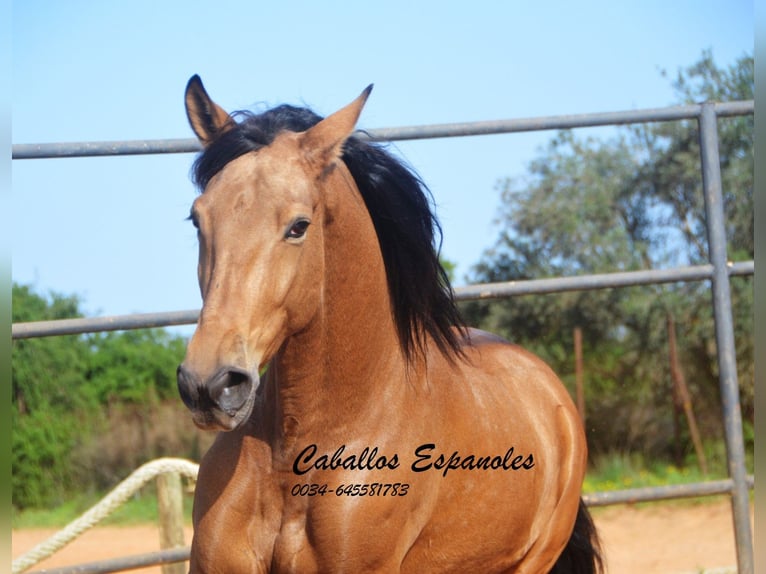 Andalusian Gelding 7 years 16,1 hh Dun in Vejer de la Frontera