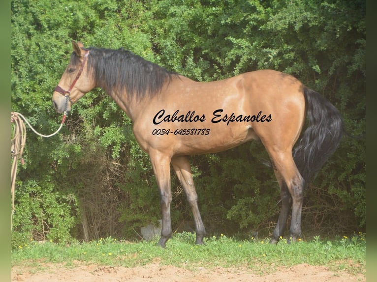 Andalusian Gelding 7 years 16,1 hh Dun in Vejer de la Frontera