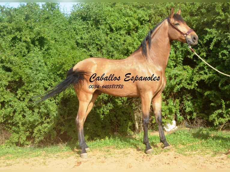 Andalusian Gelding 7 years 16,1 hh Dun in Vejer de la Frontera