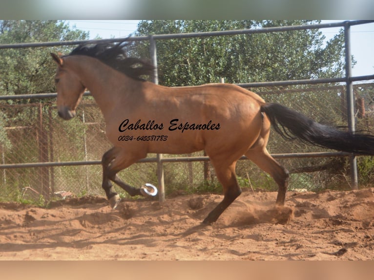 Andalusian Gelding 7 years 16,1 hh Dun in Vejer de la Frontera