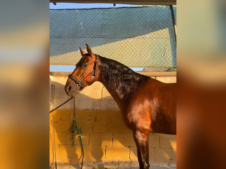 Andalusian Gelding 7 years 16,2 hh Bay in Jaen