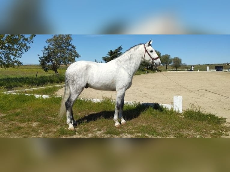 Andalusian Gelding 7 years 16,2 hh Gray in Caceres