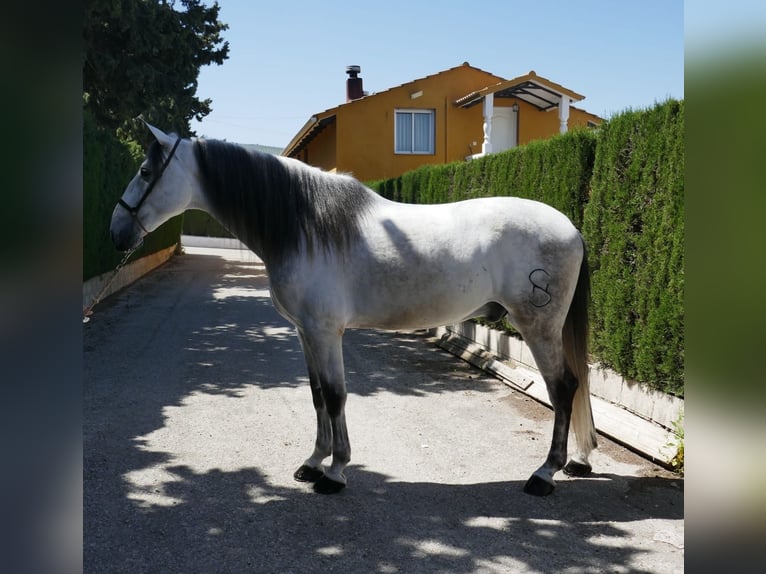 Andalusian Gelding 7 years 16,2 hh Gray in Cordoba