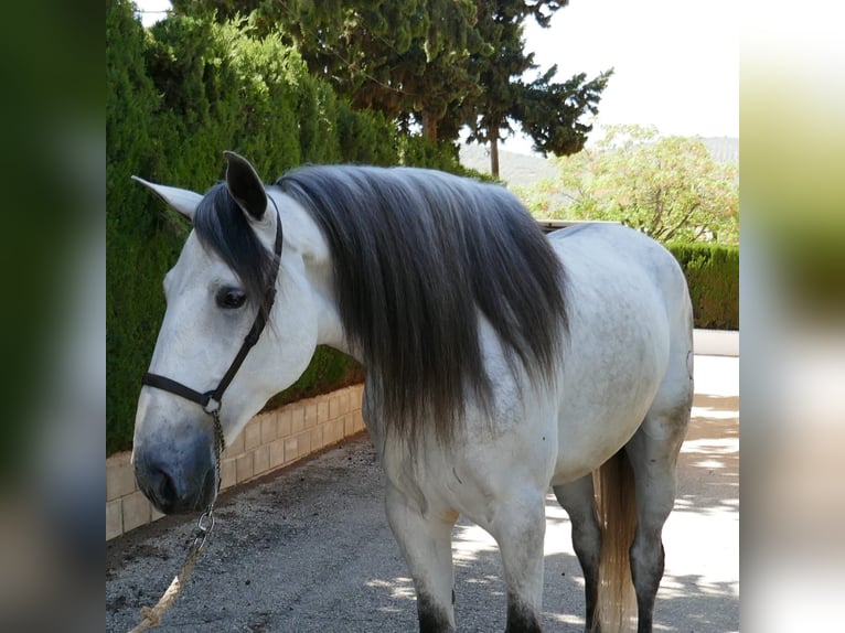 Andalusian Gelding 7 years 16,2 hh Gray in Cordoba