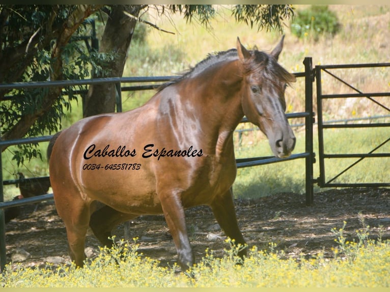 Andalusian Gelding 7 years 16 hh Bay-Dark in Vejer de la Frontera
