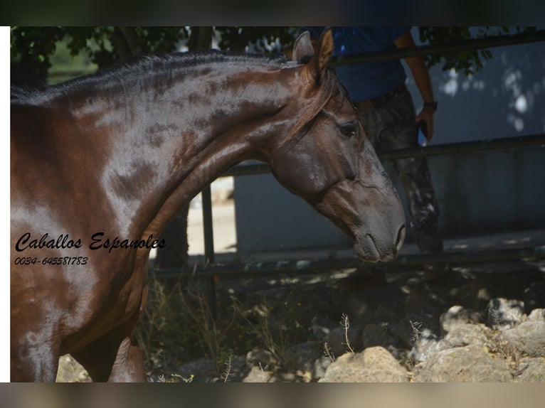 Andalusian Gelding 7 years 16 hh Bay-Dark in Vejer de la Frontera