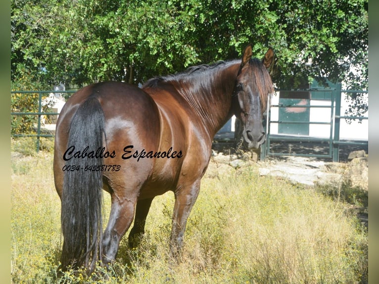 Andalusian Gelding 7 years 16 hh Bay-Dark in Vejer de la Frontera