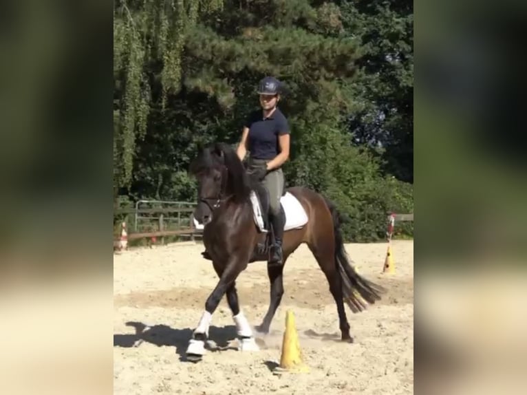 Andalusian Gelding 7 years 16 hh Black in Sottrum