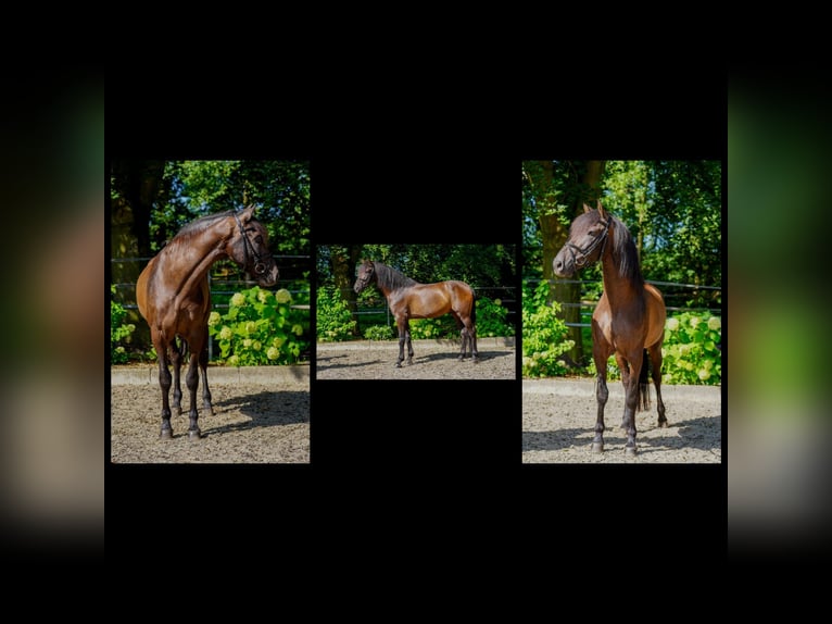 Andalusian Gelding 7 years 16 hh Black in Sottrum