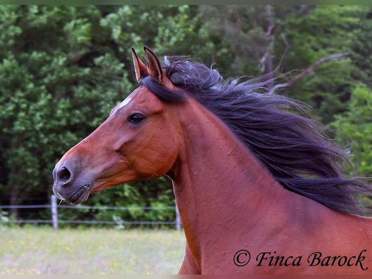 Andalusian Gelding 7 years 16 hh Brown in Wiebelsheim