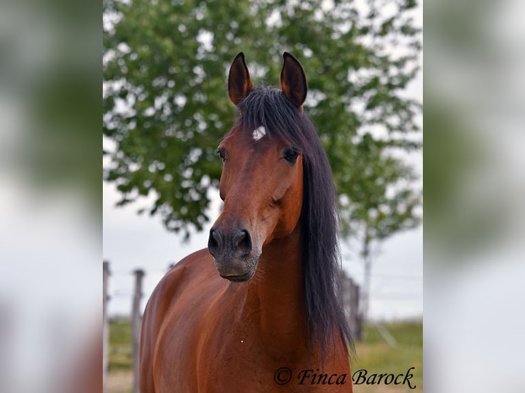 Andalusian Gelding 7 years 16 hh Brown in Wiebelsheim