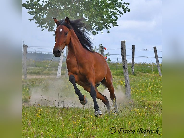 Andalusian Gelding 7 years 16 hh Brown in Wiebelsheim