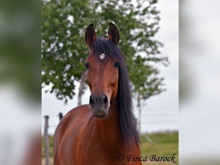 Andalusian Gelding 7 years 16 hh Brown in Wiebelsheim