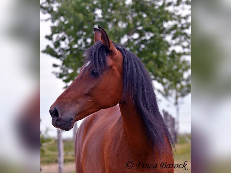 Andalusian Gelding 7 years 16 hh Brown in Wiebelsheim