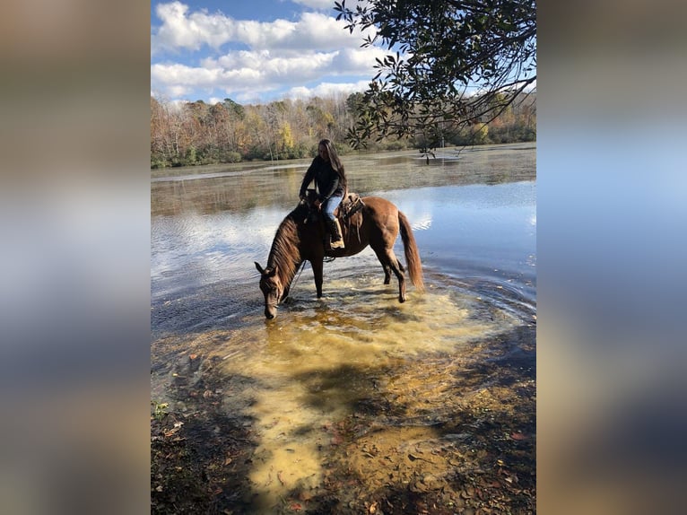 Andalusian Gelding 7 years 16 hh Brown in Bournemouth
