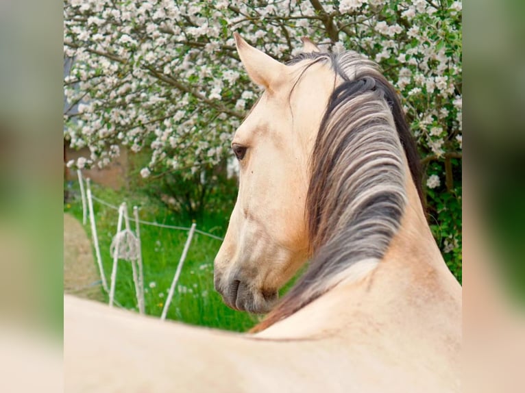 Andalusian Gelding 7 years 16 hh Buckskin in Bad Homburg vor der Höhe
