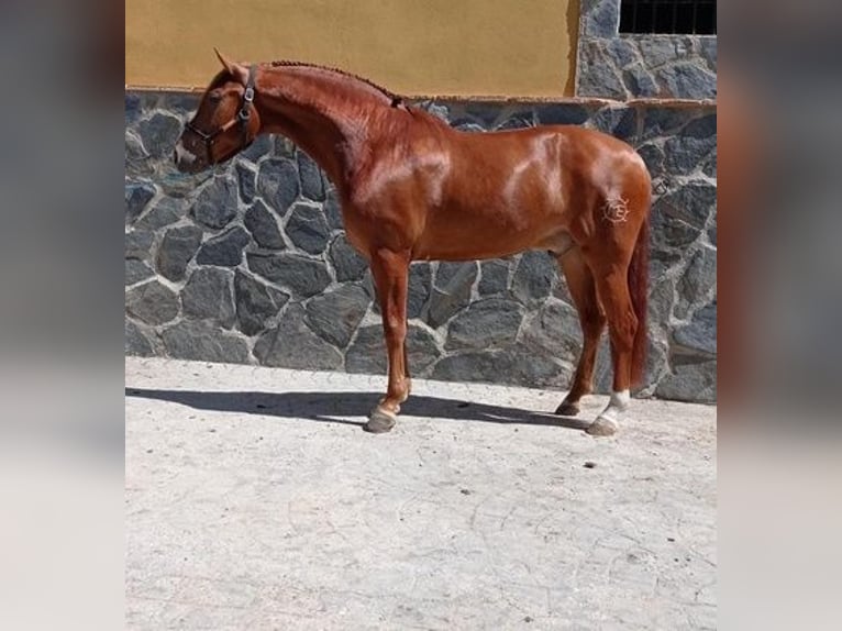 Andalusian Gelding 7 years 16 hh Chestnut-Red in Murcia