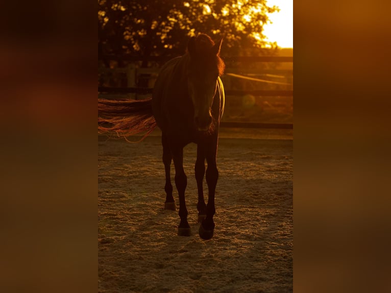 Andalusian Gelding 7 years 16 hh Gray-Dark-Tan in Basel