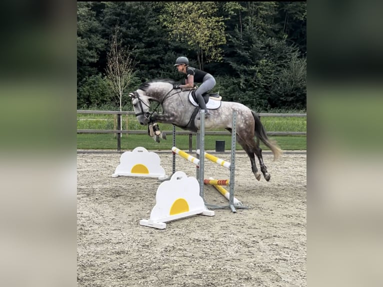 Andalusian Gelding 7 years 16 hh Gray in biddinghuizen