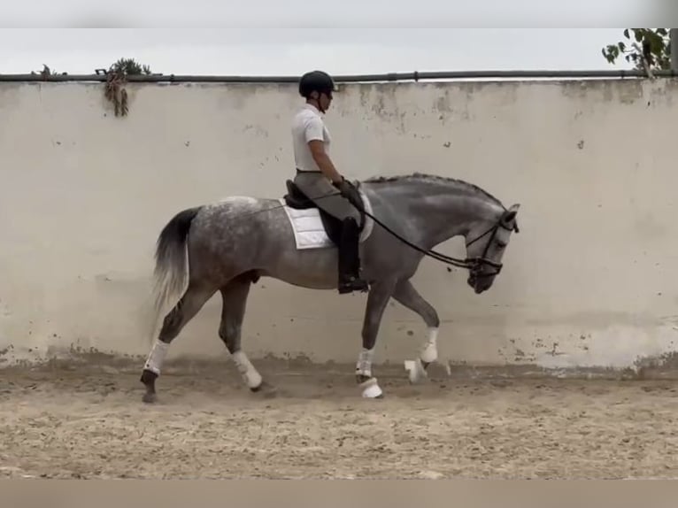 Andalusian Gelding 7 years 16 hh Grey in Oxford