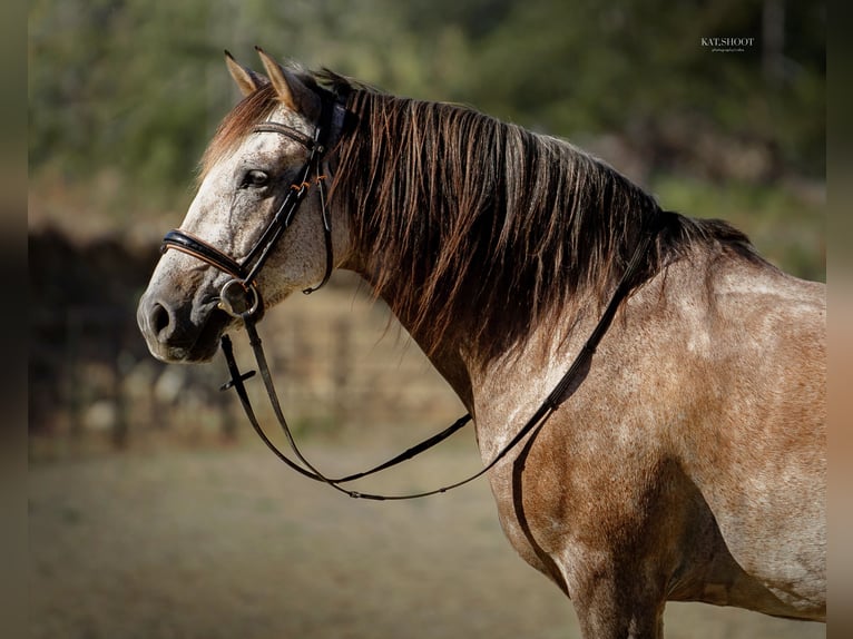 Andalusian Gelding 7 years 16 hh Grey-Red-Tan in Duncan, BC
