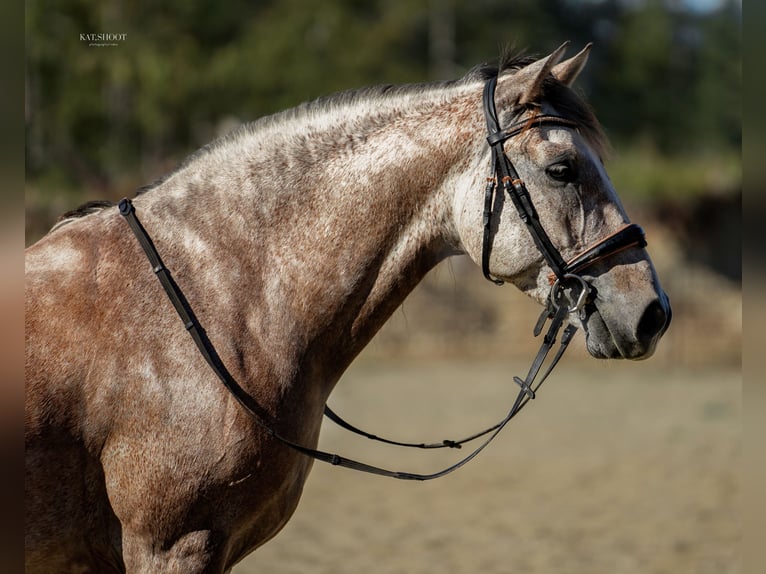 Andalusian Gelding 7 years 16 hh Grey-Red-Tan in Duncan, BC