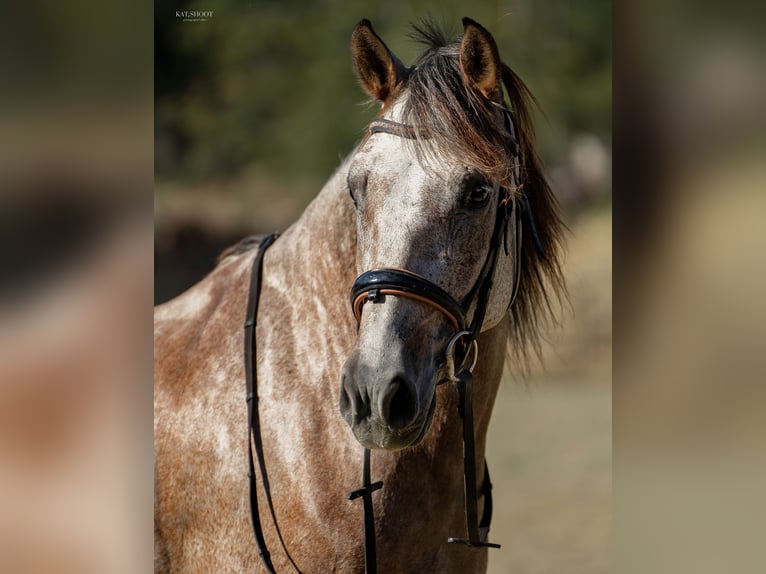 Andalusian Gelding 7 years 16 hh Grey-Red-Tan in Duncan, BC
