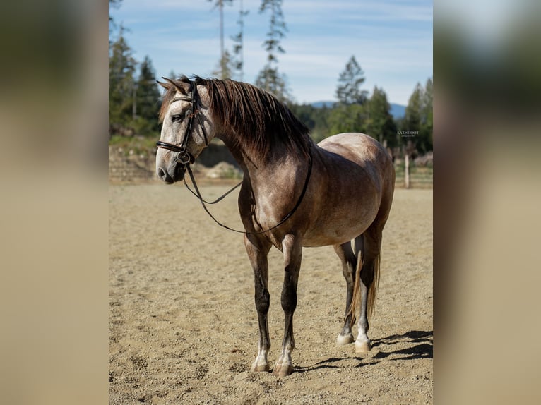 Andalusian Gelding 7 years 16 hh Grey-Red-Tan in Duncan, BC