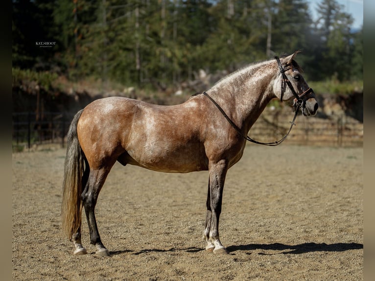 Andalusian Gelding 7 years 16 hh Grey-Red-Tan in Duncan, BC