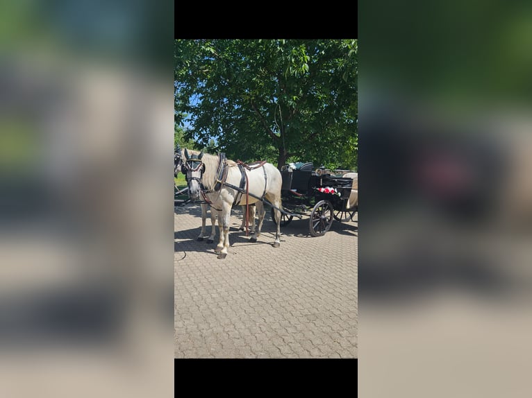 Andalusian Gelding 7 years 16 hh in Laufenburg