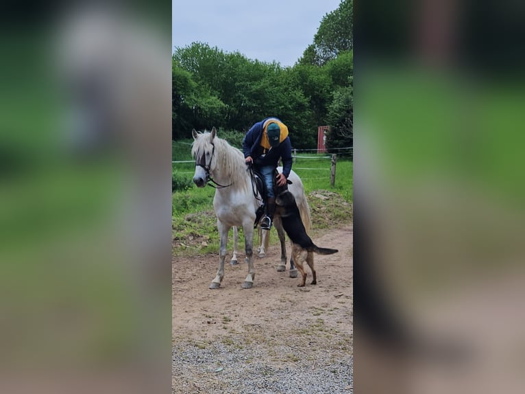 Andalusian Gelding 7 years 16 hh in Laufenburg