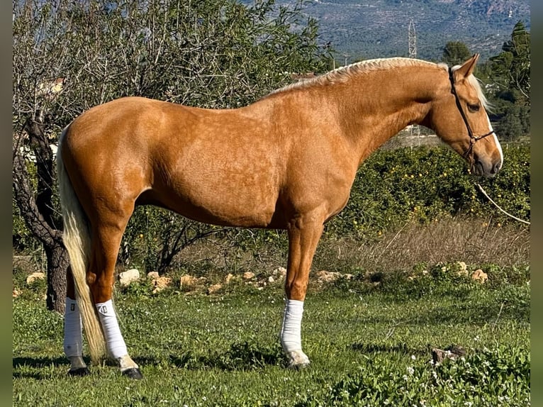 Andalusian Gelding 7 years 16 hh Palomino in Martfeld