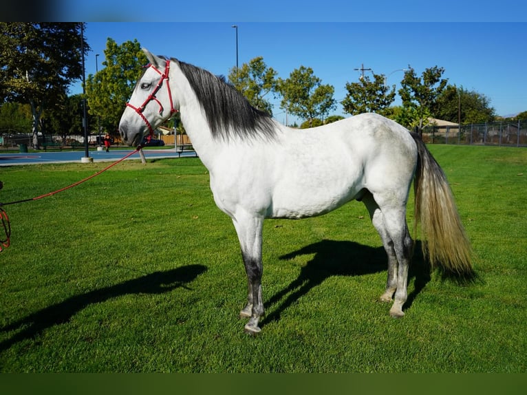Andalusian Gelding 7 years 16 hh White in Corona, CA